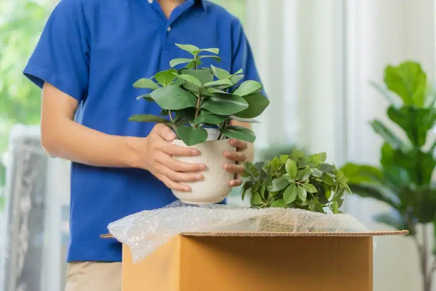 How to Move With Plants - Singh Movers And Packers Sydney How to Move With Plants